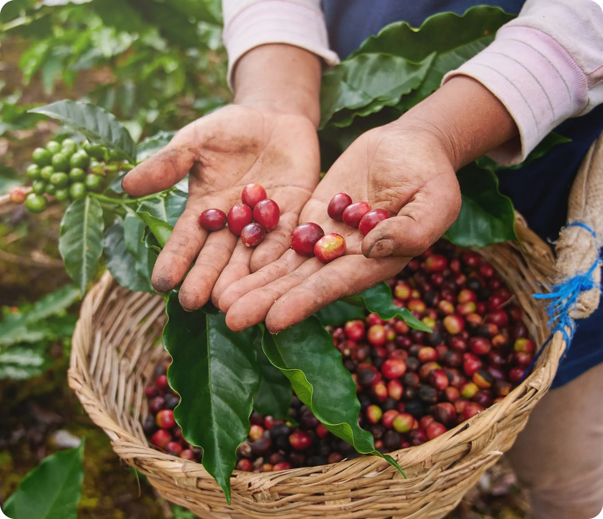 From Colombian Soil to Your Soul